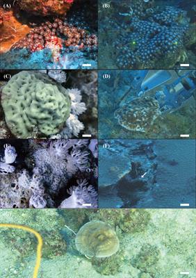 From the shallow to the mesophotic: a characterization of Symbiodiniaceae diversity in the Red Sea NEOM region